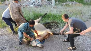 Фотография к новости: Полицейлер терең құдыққа түсіп кеткен жылқыны құтқарды