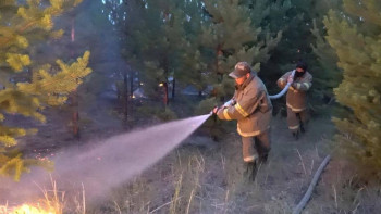Фотография к новости: Орман өрті: Павлодар облысында тілсіз жаумен күрес жалғасып жатыр