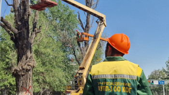 Фотография к новости: Алматыда 160 мың көшет отырғызылады