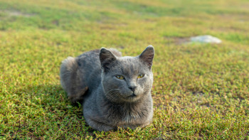 Фотография к новости: Польшада жаппай мысық тұмауы таралып жатыр