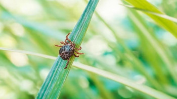 Фотография к новости: Кененің шағуы неге қауіпті?