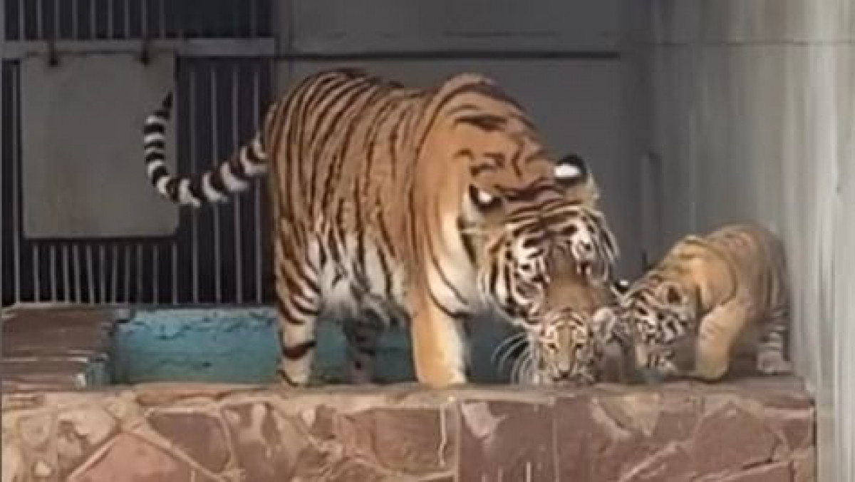  видеодан кадр