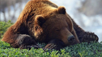 Фотография к новости: СҚО-да аюға тамақ беремін деген азамат қолынан айырылды
