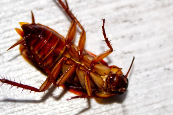 Фотография к новости: "Тұрып келдік". Қостанайлық мінген пойызда тарақан қаптаған