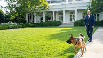 Фотография к новости: Байденнің иті Ақ үйдің бірнеше қызметкерін қауып алды