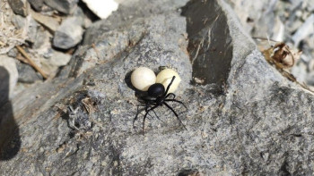 Фотография к новости: Баянауыл ауданында улы жәндіктердің бары расталды