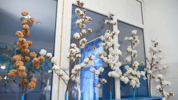 Фотография к новости: Түркістан облысында жаңа мақта сорты өсіріледі