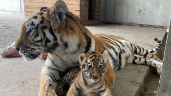 Фотография к новости: Қарағандыда Шерхан мен Шива дүниеге келді