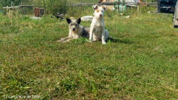 Фотография к новости: Бұдан былай бұралқы иттерді аулаған кезде видеоға түсіру міндеттеледі