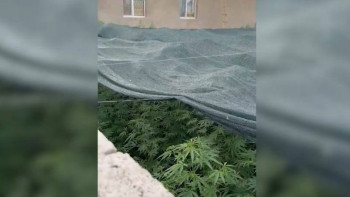 Фотография к новости: Қарасора плантациясы дрон көмегімен анықталды