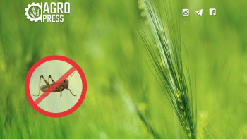 Фотография к новости: Қостанайда шегіртке салдарынан 23 мың га егістік зақымданғаны рас па?