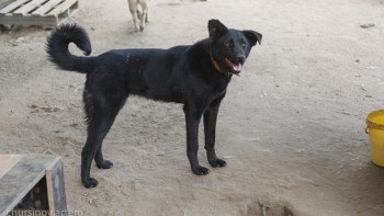 Фотография к новости: Жамбыл облысында 7 жасар баланы ит талап тастады