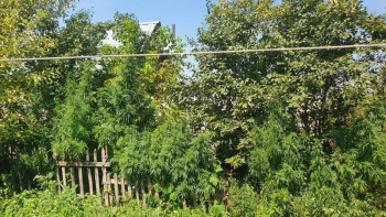 Фотография к новости: Орал тұрғыны ағаштың бойымен бірдей қарасора өсірген