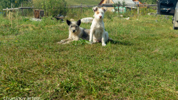 Фотография к новости: Комитет үй жануарлары бар тұрғындарға маңызды хабарлама жасады