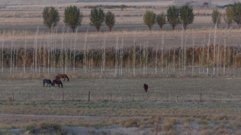 Фотография к новости: Түркістан облысында суармалы жерлерді таратып жіберген шенділер жауапқа тартылады