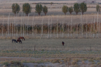 Фотография к новости: Түркістан облысында суармалы жерлерді таратып жіберген шенділер жауапқа тартылады