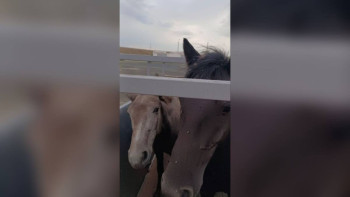 Фотография к новости: Павлодар облысында қараусыз жайылып жүрген мал иелері жауапқа тартылды