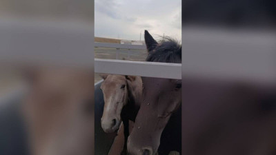 Павлодар облысында қараусыз жайылып жүрген мал иелері жауапқа тартылды