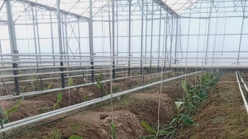 Фотография к новости: Енді банан Америкадан емес, Түркістаннан шығарылады