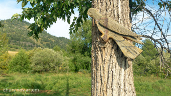 Фотография к новости: Прокуратура мемлекетке 1,6 млрд теңге тұратын орман учаскесін қайтарды