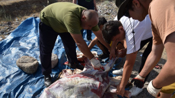 Фотография к новости: Археологтар ежелгі құралдармен мал сойды