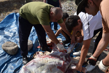 Фотография к новости: Археологтар ежелгі құралдармен мал сойды