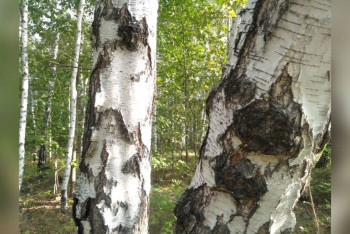 Фотография к новости: СҚО-да 4 жыл бұрын із-түзсіз жоғалып кеткен азаматтың сүйегі табылды