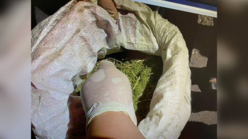 Фотография к новости: Жамбыл облысында екі азаматтан аса ірі мөлшерде марихуана тәркіленді