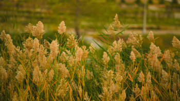 Фотография к новости: Алдағы уақытта ауа райы тұрақсыз болады