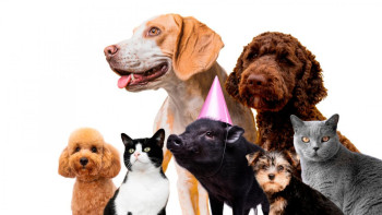 Фотография к новости: Елорда тұрғындары үй жануарларын тегін тіркей алады