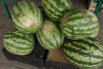 Фотография к новости: Өскеменде қарбыз фестивалі өтеді