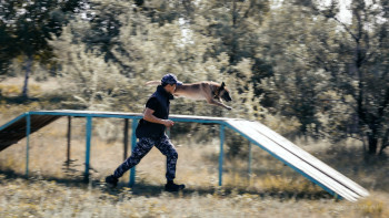 Фотография к новости: Із кесуші иттердің қызметі немесе кинолог болу оңай ма?