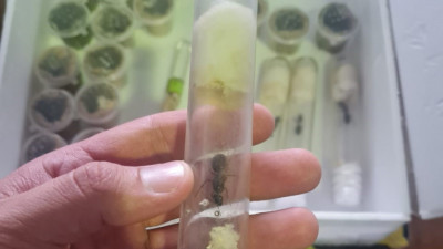 Алматы әуежайында заңсыз әкелінген құмырсқалар салынған контейнер тәркіленді