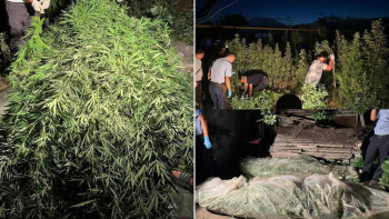 Фотография к новости: Жамбыл облысының полицейлері тұрғынның ауласынан 62 келі қарасора тапты