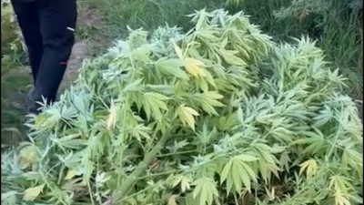 Алматы облысының тұрғынынан бес тонна қарасора мен қару тәркіленді