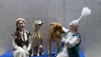 Фотография к новости: Қазақтың тазысы әлем чемпионатында жеңімпаз атанды