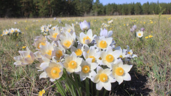 Фотография к новости: «Ертіс орманындағы» ғылыми зерттеуден кейін 81 дәрілік шөп анықталды