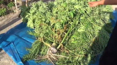 Ауыл тұрғынынан 30 келіге жуық есірткі тәркіленді