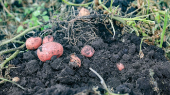 Фотография к новости: Ақтөбе облысында алғаш рет арпаның жаңа сұрпы өсірілуде