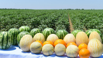 Фотография к новости: Түркістанда 3 млн тонна көкөніс пен бақша өнімдері жиналды