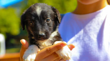 Фотография к новости: Алматыда үй жануарларын тегін зарарсыздандыру бағдарламасы басталады