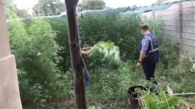 Полиция ауласында 2 тоннаға жуық есірткі өсірген азаматты анықтады