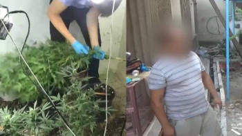 Фотография к новости: Шымкентте қарасора өсіретін фитолаборатория жойылды