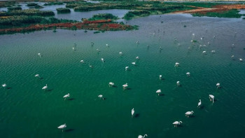 Фотография к новости: Атырауға бір топ қоқиқаз ұшып келді