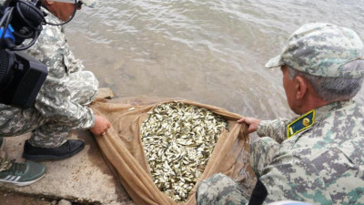 Астананың су айдындарына ондаған мың шабақ жіберілді