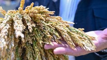 Фотография к новости: Сыр өңірінде күріш ору науқаны басталды