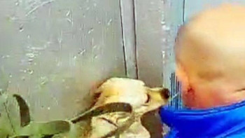 Фотография к новости: Итін аяусыз ұрып-соққан қостанайлық 2 айыппұл төлейтін болды