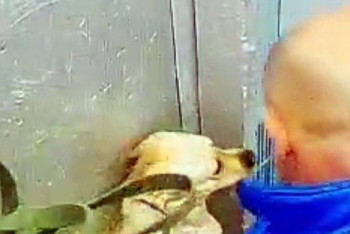 Фотография к новости: Итін аяусыз ұрып-соққан қостанайлық 2 айыппұл төлейтін болды