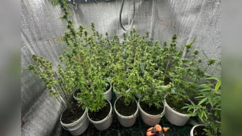 Фотография к новости: Кентау тұрғыны жертөлесін фитозертханаға айналдырған