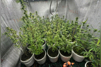 Фотография к новости: Кентау тұрғыны жертөлесін фитозертханаға айналдырған